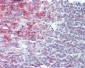 CD20 Antibody (clone 4B4)